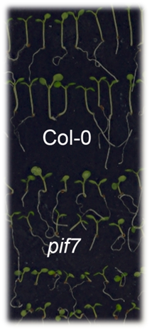 Mutant plants (pif7) exhibit stunted hypocotyl length compared to normal plants (Col-0).