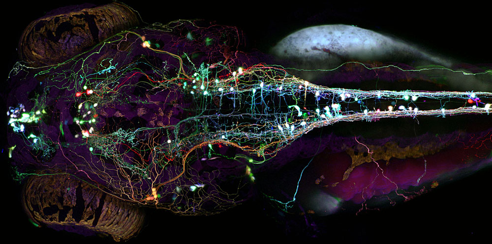 "Brainbow" zebrafish at 5 days post fertilization, neurons labeled with multiple fluorescent proteins. Dorsal view, anterior to the left. [Image credit: Dr. Albert Pan, Harvard University]