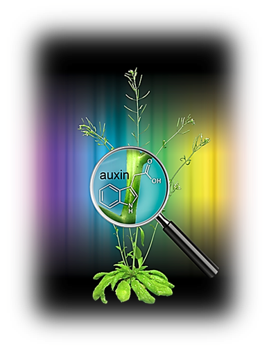 Phytohormones such as auxin are known to have a profound effect on plant growth. Our work focuses on trying to understand how light affects this release of hormones.