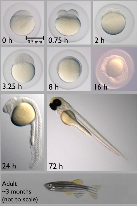 Zebrafish embryonic development is very rapid, with precursors to all major organs appearing within 36 hours of fertilization. The embryos are relatively large, robust, and transparent, allowing us to see development outside the mother. After a few months, the adult fish reaches reproductive maturity.
