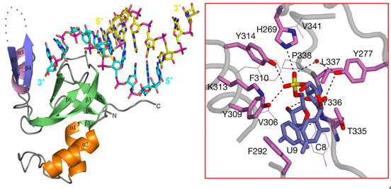 Crystal structure of the PAZ domain from human Argonaute 1 in complex with small RNA and specific recognition of the 3’-end 2-nucleotide overhang.