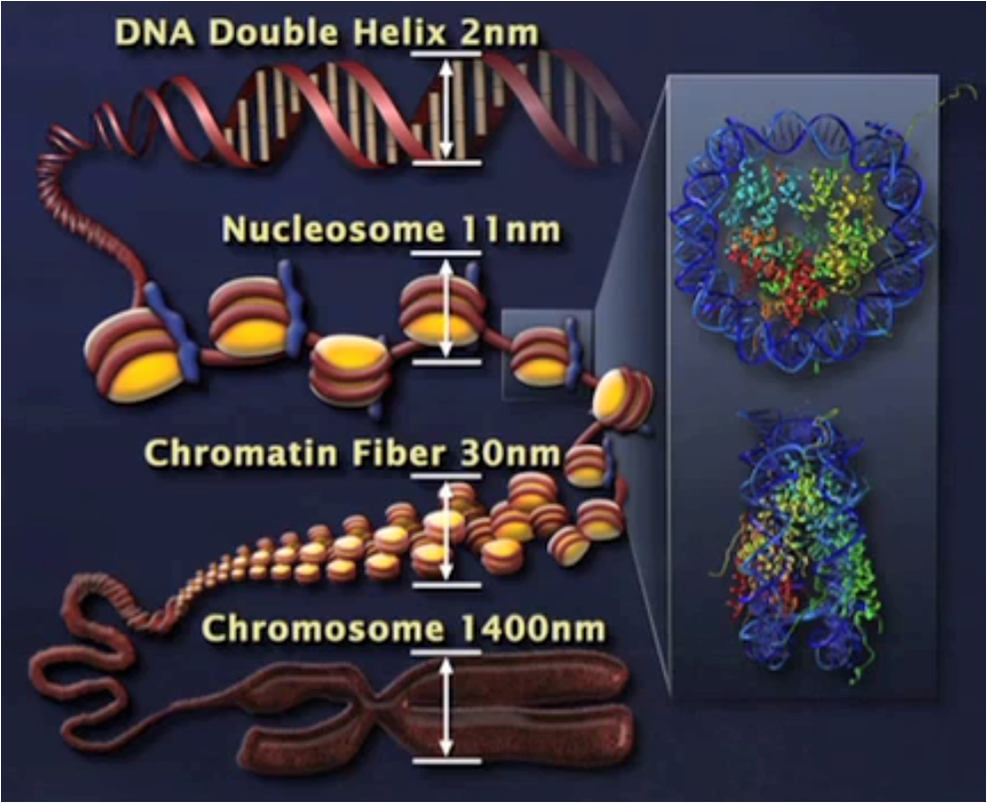 The major structures in DNA compaction: DNA, the nucleosome, the 11 nanometer "beads-on-a-string" fibre (euchromatin), the 30 nanometer chromatin fibre (heterochromatin) and the metaphase chromosome. (From iBiology: the molecular biology of gene regulation)