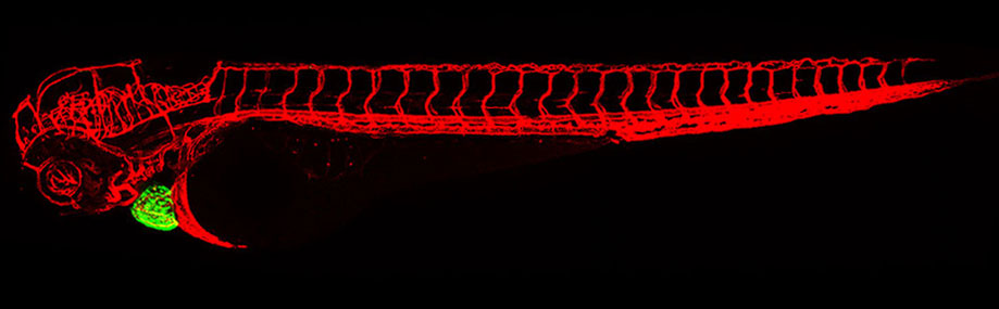 Transgenic zebrafish at 4 days post fertilization, blood vessels labeled with red fluorescent protein and heart labeled with green fluorescent protein.  Lateral view, anterior to the left. [Image credit: Dr. Rui-lin Zhang, Fudan University]