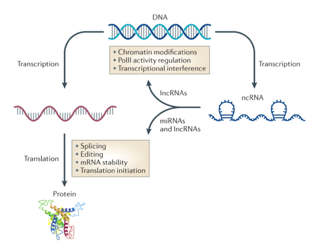 The central dogma and regulatory non-coding RNAs. lncRNA, long non-coding RNA; miRNA, microRNA. (From: Wahlestedt, 2013 Nat Rev Drug Discov)