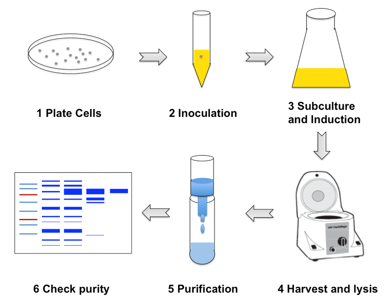 Overview of our Biochemistry module - protein expression and purification.