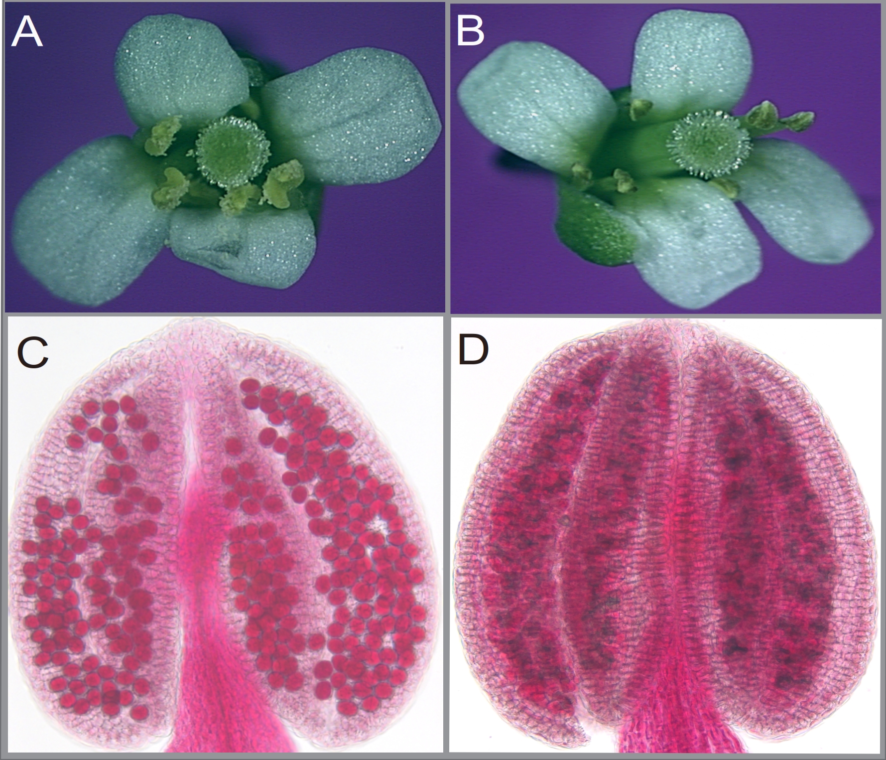 Phenotypes of Arabidopsis wild-type and the cdm1 mutant reproductive organs. (A), wild-type flower with plenty of pollen grains released from each anther. (B), cdm1 flower, showing similar floral structures but with no pollen grains observed on the anthers. (C), Alexander staining showing the viable pollen grains in a wild-type anther. (D), Dead pollen grains detected in blue in a cdm1 anther.