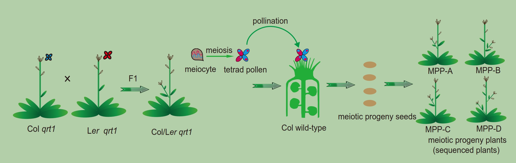 A schematic illustration of using genetic crosses to generate meiotic progeny plants for comprehensively investigating meiotic recombination events at a whole genome level at a single DNA base resolution. Notice: Only one pollen tetrad (four pollen grains) was picked for pollination.