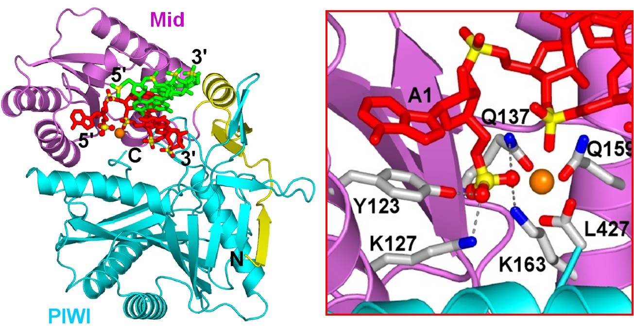 Crystal structure of the AfPiwi-siRNA complex and specific recognition of the 5’ phosphate group and nucleotide.