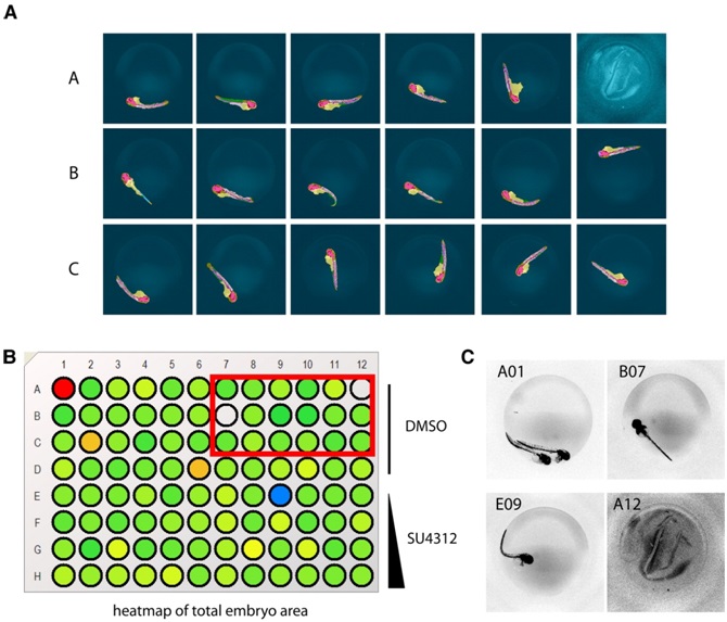 Analysis of zebrafish embryos in multi-well plates. Zebrafish has long served as a model organism for high-throughput drug screening. Because its embryo is small in size, optically transparent, and can be kept alive in multi-well plates for several days without the need for additional nutrients, it is also a very easy organism to work with. In addition, zebrafish are easy to raise, yield large numbers of offspring, and the instrumentation required to perform screens has been reported to be less extensive than that found in many other animals. Methodology for automated live imaging and analysis of compound-treated zebrafish embryos using multi-well imaging in combination with artificial intelligence-based analysis is capable of measuring changes in fine structure not visible to the human eye. (Dev Dyn. 2009; 238(3): 656–663)