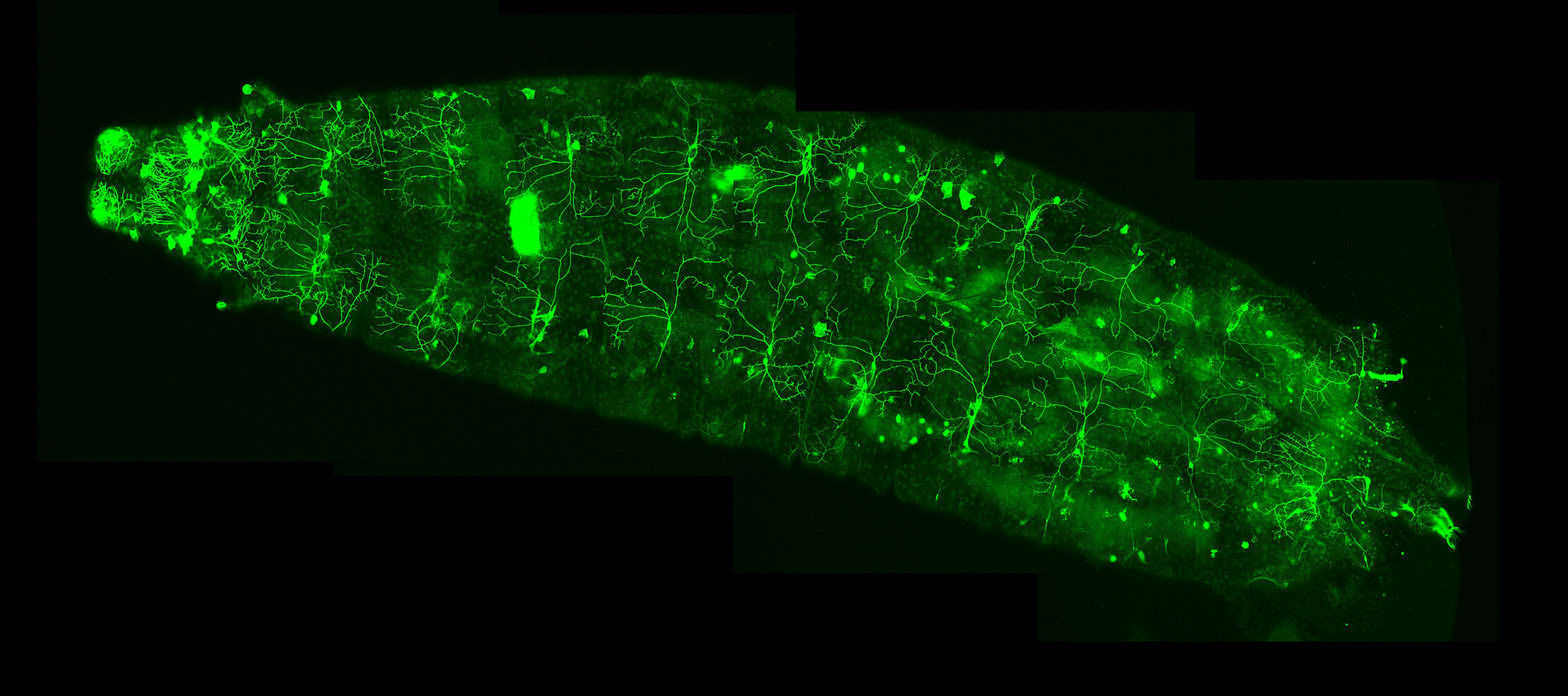 Drosophila larvea Class III neurons labeled with GFP.

The dendrites of five class III dendritic arborization neurons tile 70–80% of each abdominal hemisegment. Larva can use these neurons to detect gentle touch on most of its body for navigation and defense. (Yan Z, et al. Drosophila NOMPC is a mechanotransduction channel subunit for gentle-touch sensation. Nature. 2013. 493(7431): 221-5.)