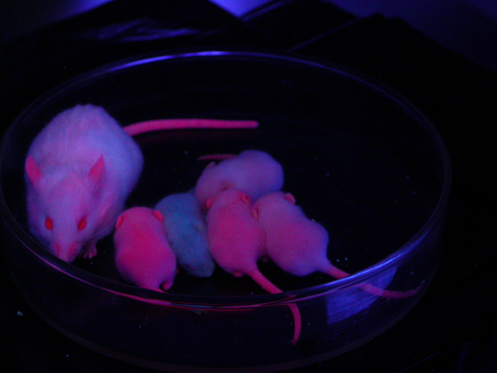 A female mouse and her pups. The mother carried a piggyBac transgene expressing red fluorescent proteins.