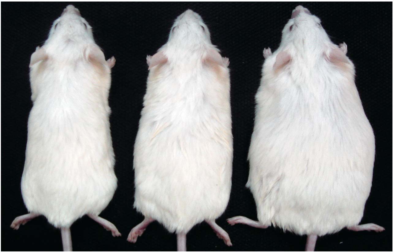 An obese mutant mouse and its non-obese littermates.